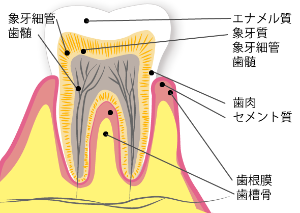 歯がしみる？知覚過敏