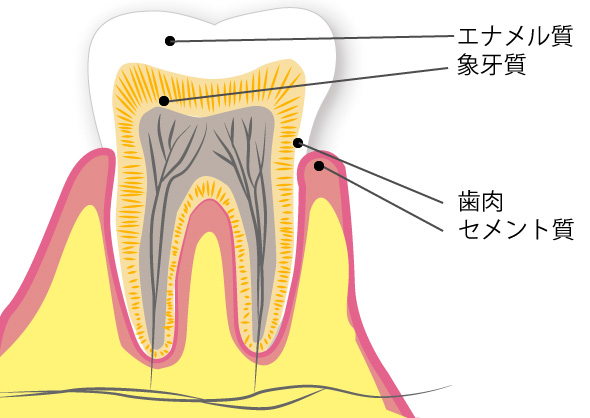 そもそも丈夫な歯とは