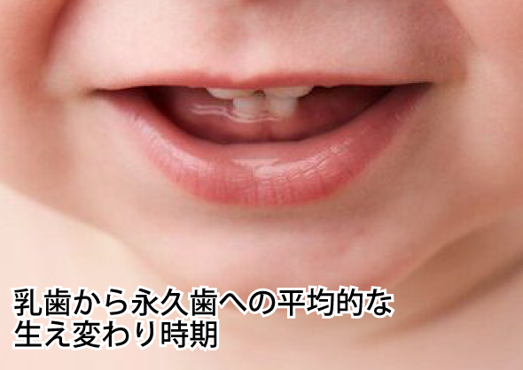 乳歯から永久歯への平均的な生え変わり時期