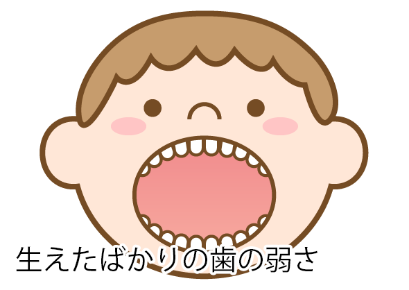 生えたばかりの歯の弱さ