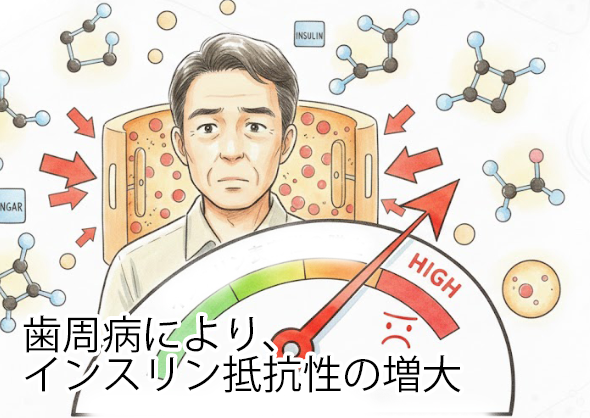 インスリン抵抗性の増大
